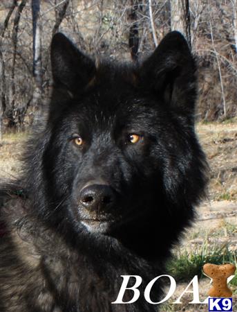 azwolfdogs Picture 3